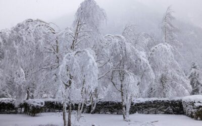 Stoom je tuin klaar voor de winterperiode